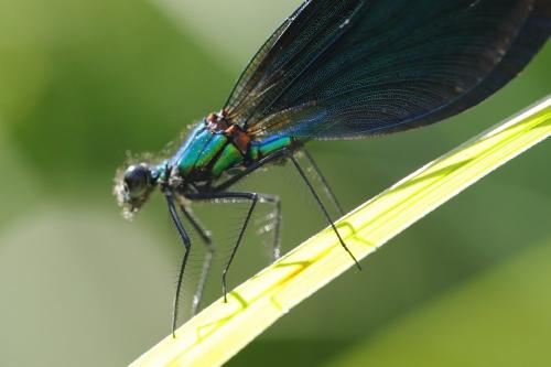 Calopteryx virgo